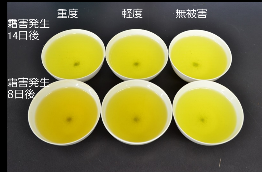 霜害画像
