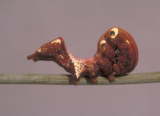 果実吸汁ヤガ類2