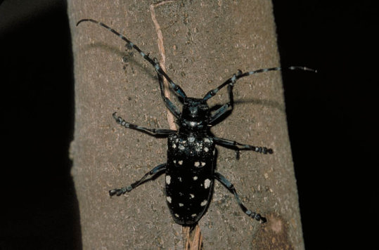 ゴマダラカミキリ