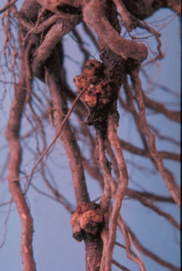 根頭がんしゅ病の根