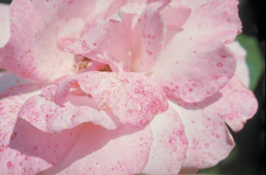 灰色かび病のバラ