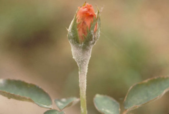 うどんこ病のバラ