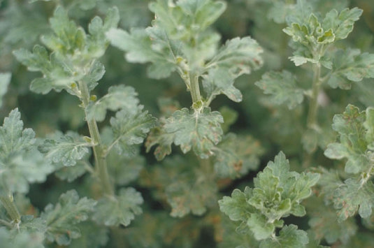 ウイルス病のキクの葉