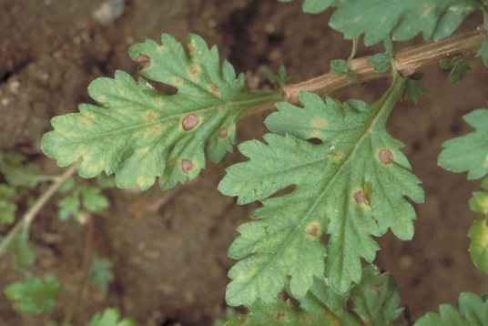 褐斑病のキクの葉