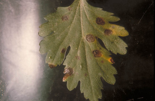 黒斑病のキクの葉