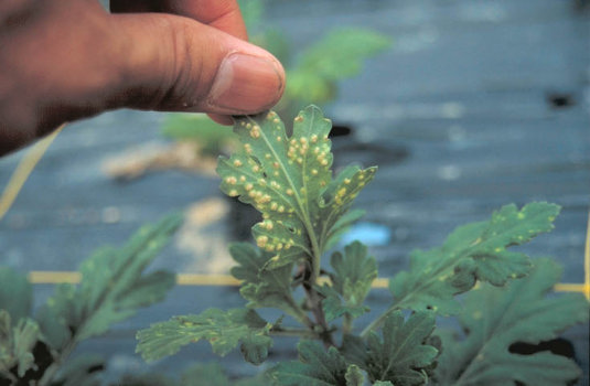 白さび病のキクの葉1