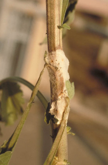 菌核病のキクの茎