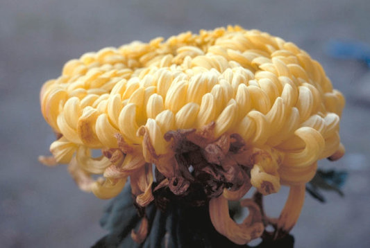 灰色かび病のキク