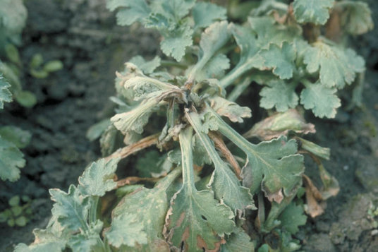 軟腐病のキクの茎