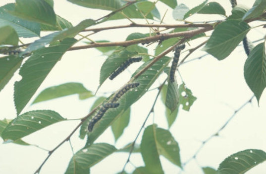 モンクロシャチホコ