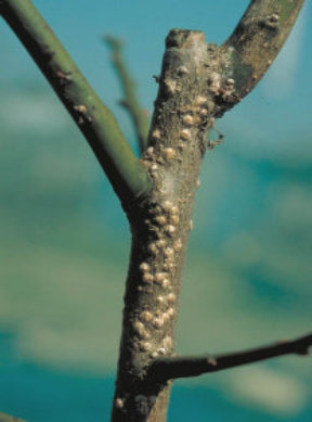 ウメシロカイガラムシ4