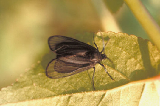 ウメシロカイガラムシ1