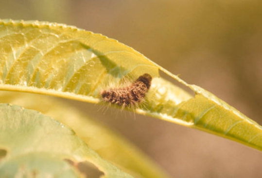 ウメシロカイガラムシ2