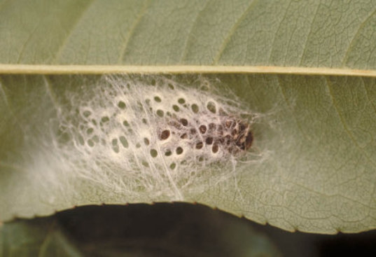 ウメシロカイガラムシ3