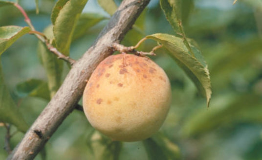 黒星病のバラの実