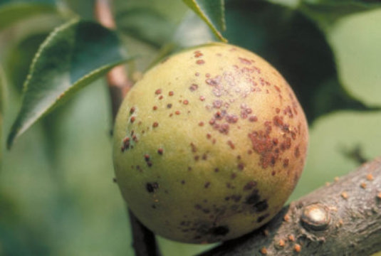 かいよう病のウメの実