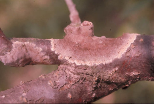 こうやく病のバラの茎