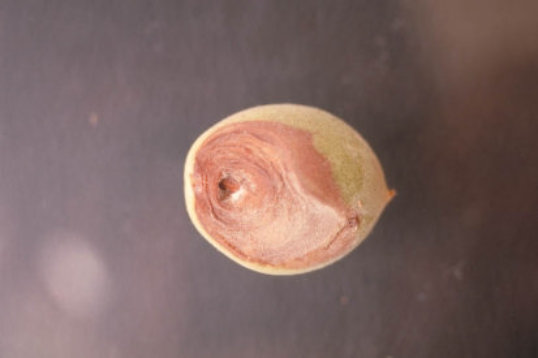 灰色かび病のウメの実