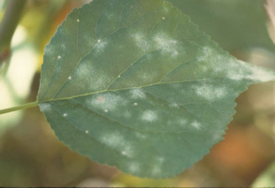 うどんこ病のバラの葉