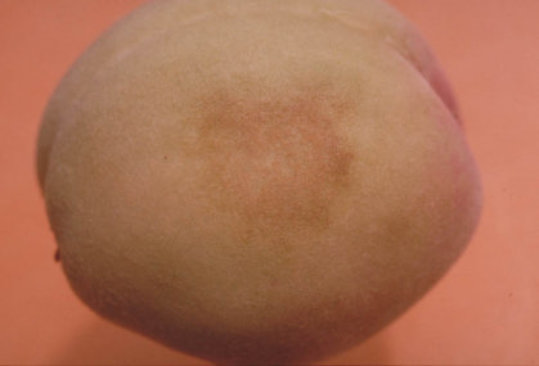 うどんこ病のバラの実