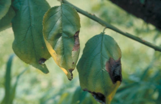 炭そ病のバラの葉