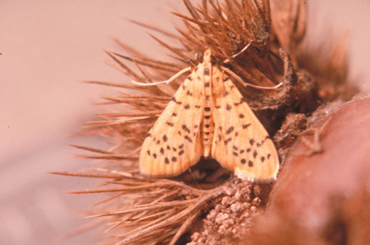 モモノゴマダラメイガ2