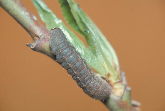 ノコメトガリキリガ2