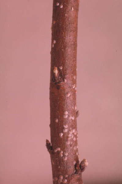 ウメシロカイガラムシ