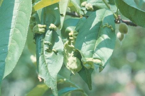 縮葉病のモモの葉