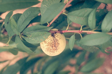 黒星病のモモの実