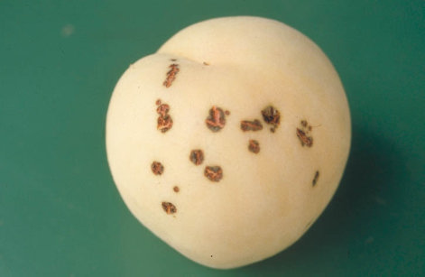 せん孔細菌病のモモの実