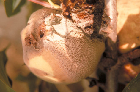 灰星病のモモの実