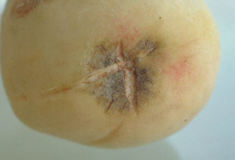 うどんこ病のモモの実