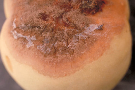 灰色かび病のモモの実