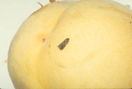 ナシオオシンクイガ1