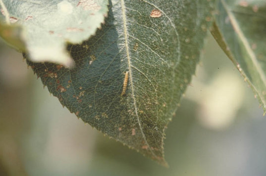 ナシオオシンクイガ2