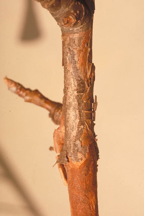 ナシオオシンクイガ3