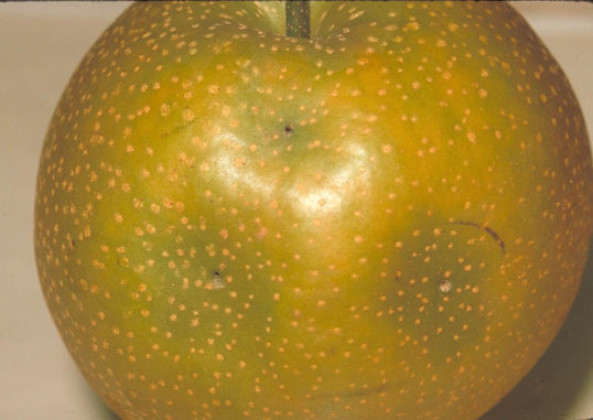 果実吸汁ヤガ類