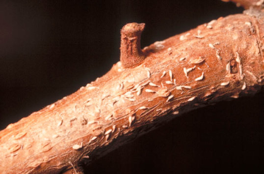 ナシシロナガカイガラムシ