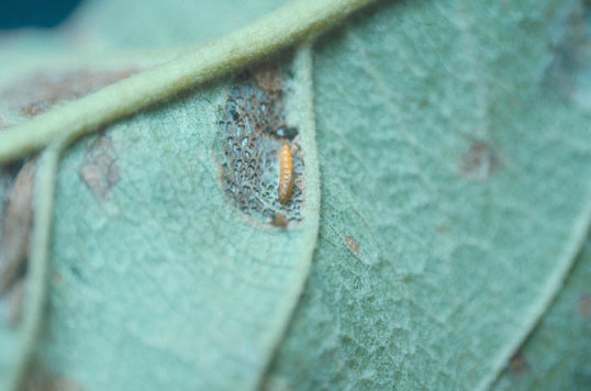 キンモンホソガ1