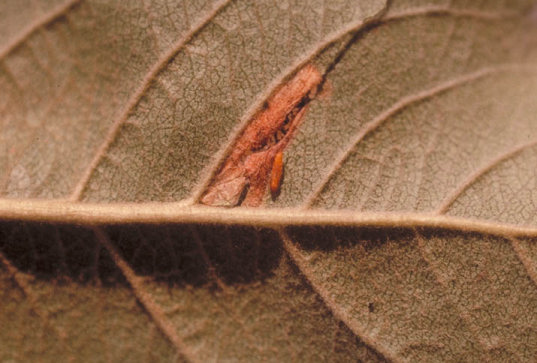 キンモンホソガ2