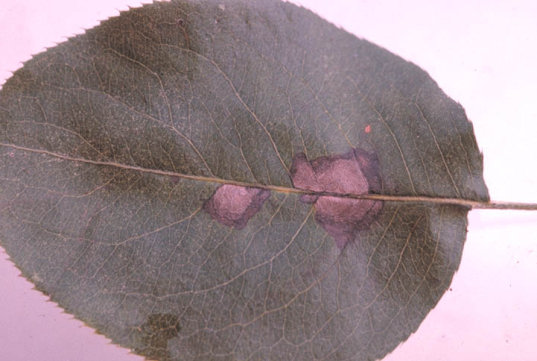 黒斑病のナシの葉