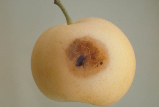 黒斑病のナシの実