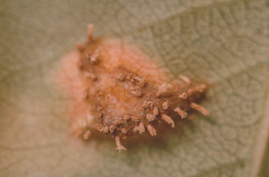 赤星病のナシの葉