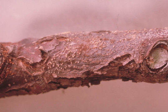 胴枯病のナシの枝