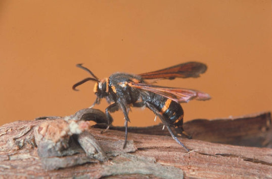 ブドウスカシバ1