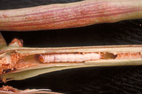 ブドウスカシバ2