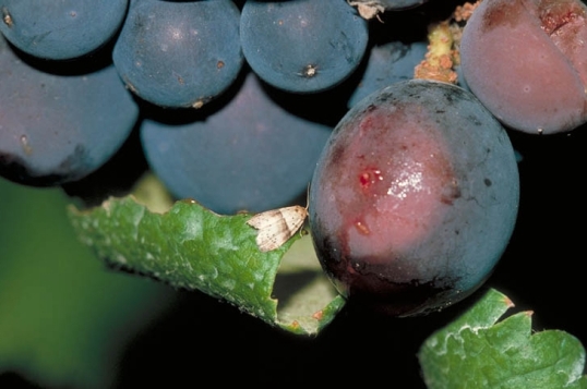 果実吸汁ヤガ類