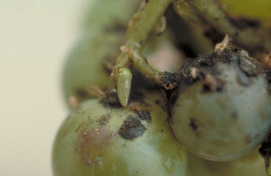 アオズキンヨコバイ