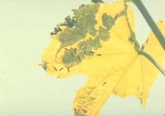 フタテンヒメヨコバイ